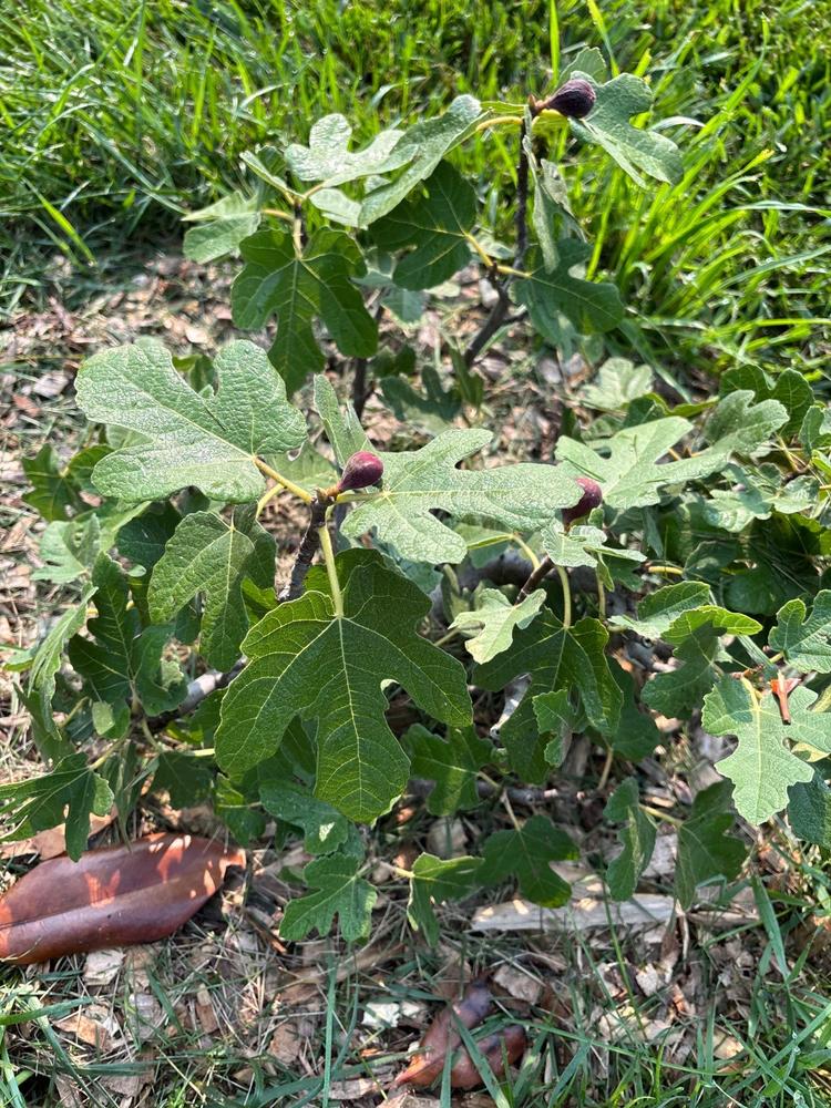 Brown Turkey Fig Tree - Customer Photo From MARY E Money Waldman