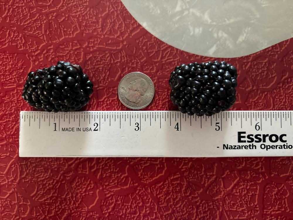 Prime Ark® Freedom Blackberry Bush - Customer Photo From Trish