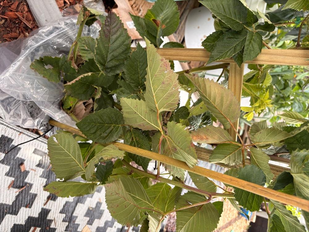 Prime Ark® Freedom Blackberry Bush - Customer Photo From Nkasiobi Zamora