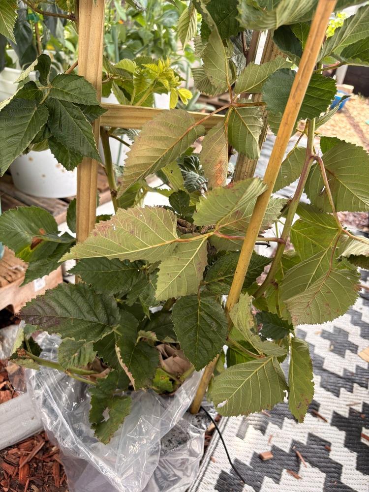 Prime Ark® Freedom Blackberry Bush - Customer Photo From Nkasiobi Zamora