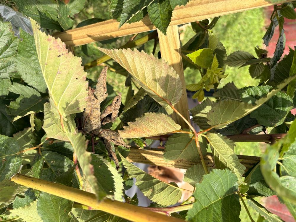 Prime Ark® Freedom Blackberry Bush - Customer Photo From Nkasiobi Zamora