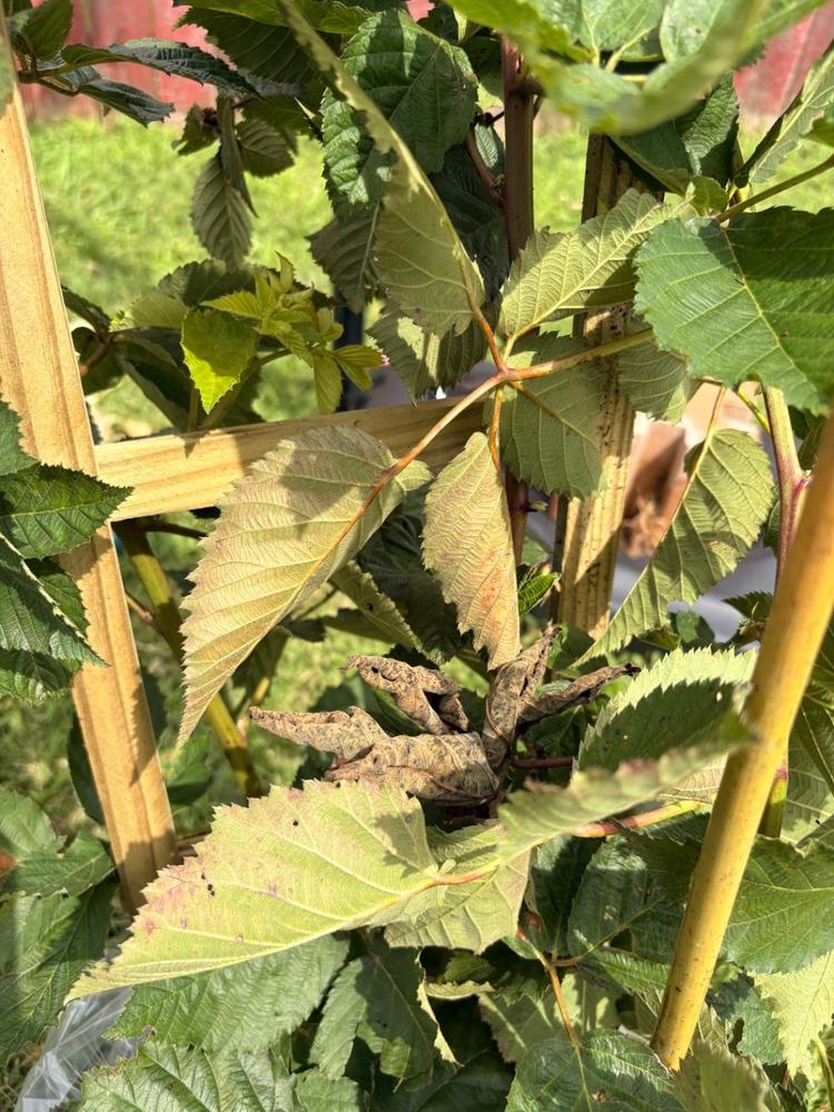 Prime Ark® Freedom Blackberry Bush - Customer Photo From Nkasiobi Zamora