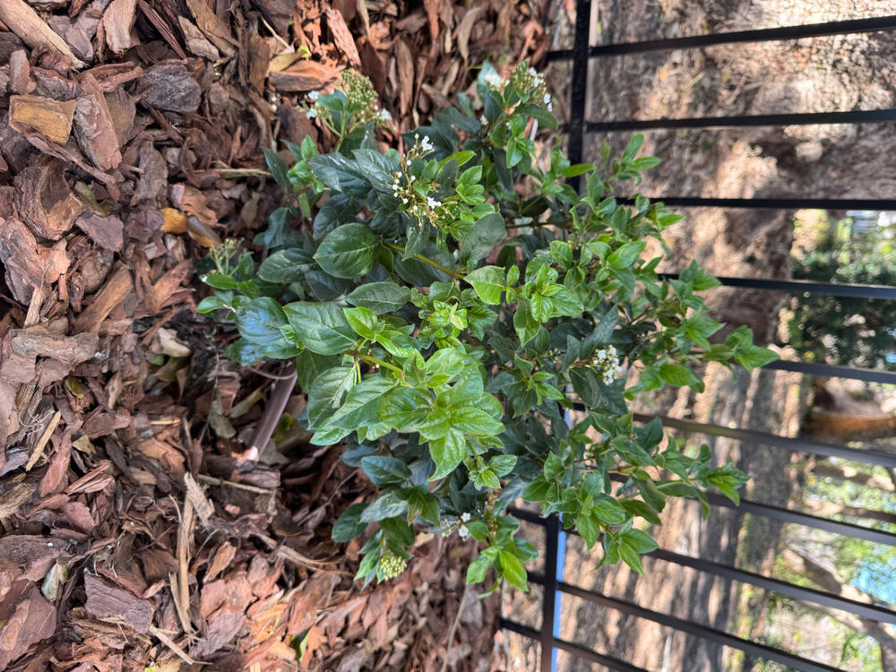 Spring Bouquet Viburnum - Customer Photo From Jennifer Hart