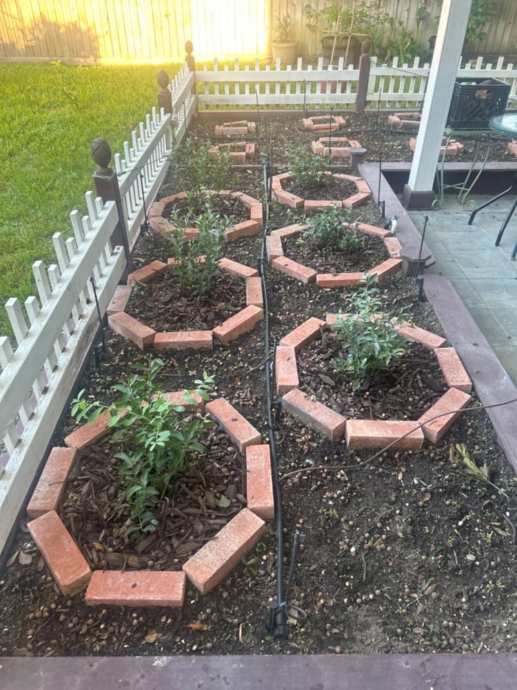 Premier Blueberry Bush - Customer Photo From Paul Mason