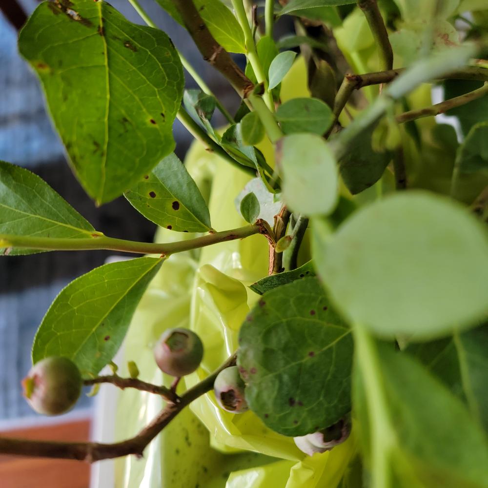 Powder Blue Blueberry Bush - Customer Photo From Jennifer