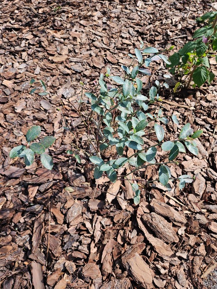 Climax Blueberry Bush - Customer Photo From Brittany Cole