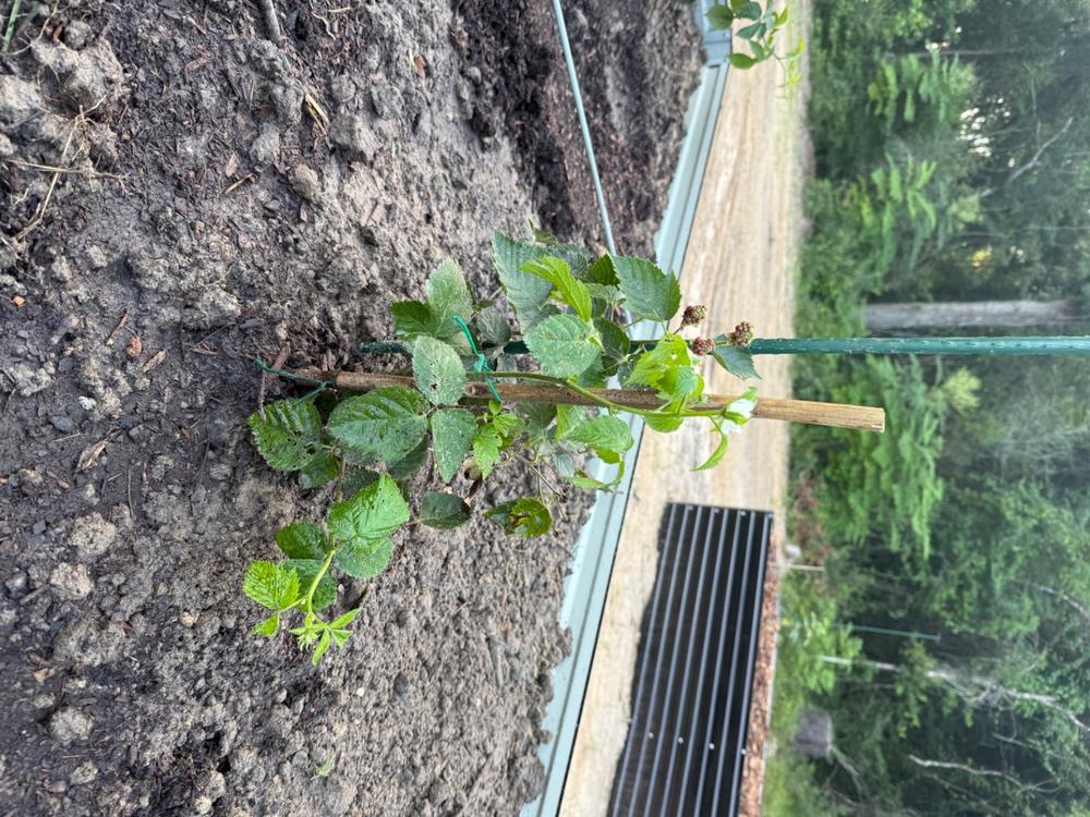 Ouachita Blackberry Bush - Customer Photo From Marvin Beacham