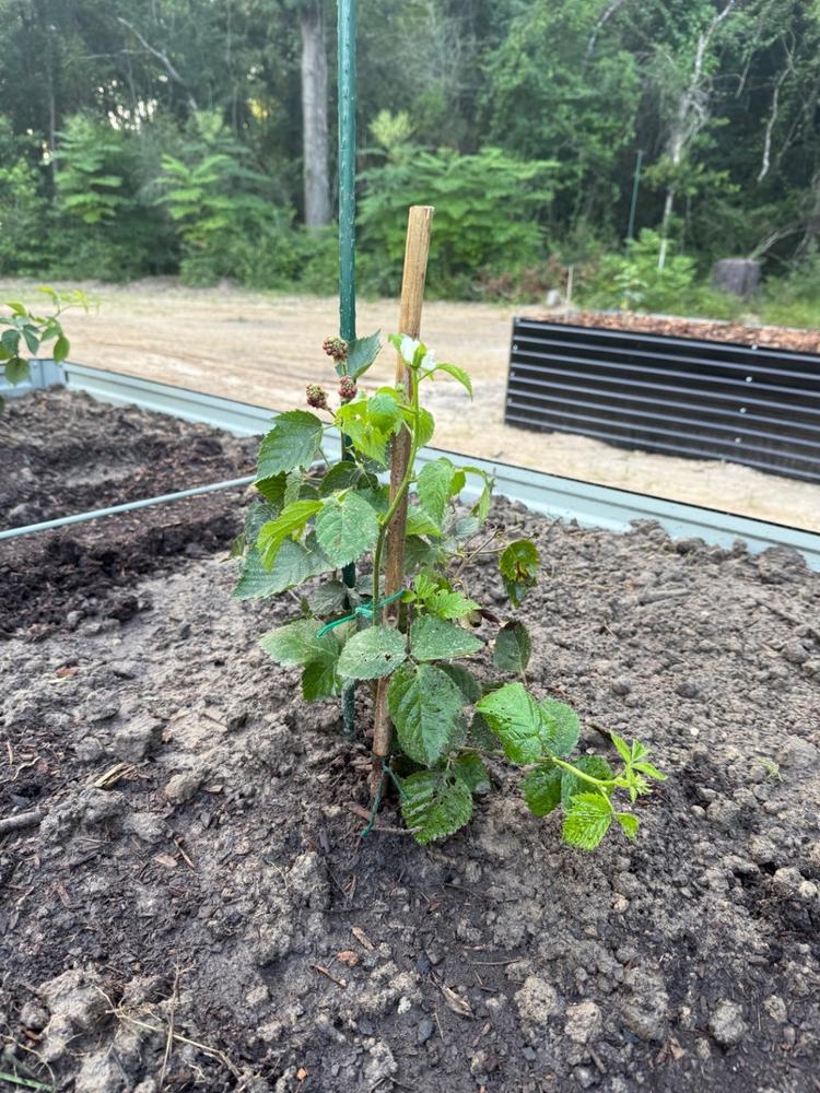 Ouachita Blackberry Bush - Customer Photo From Marvin Beacham