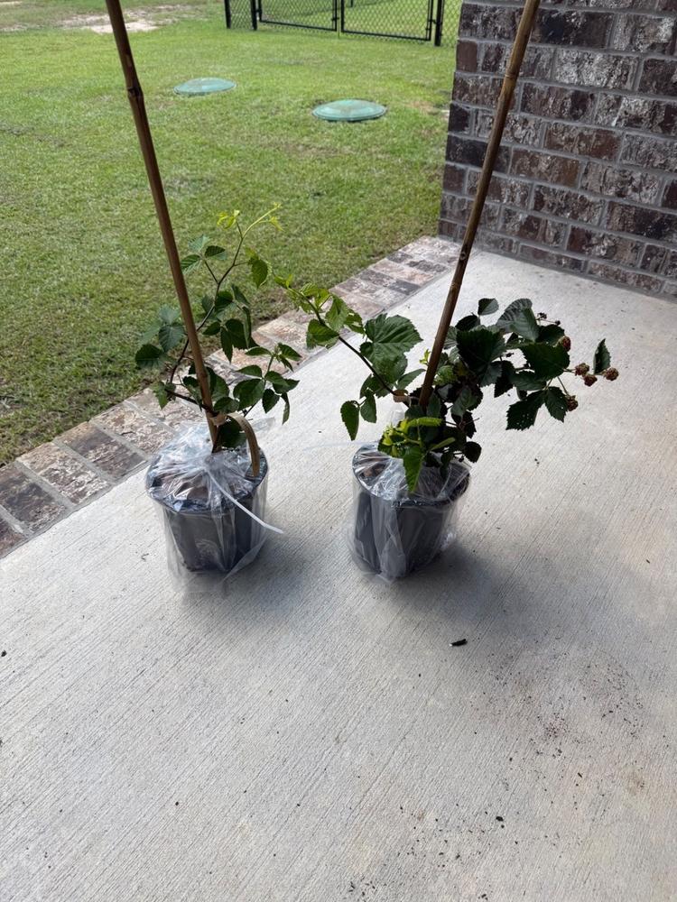 Ouachita Blackberry Bush - Customer Photo From Marvin Beacham