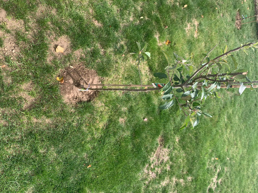 Gala Apple Tree - Customer Photo From RAYMOND HOPKINS