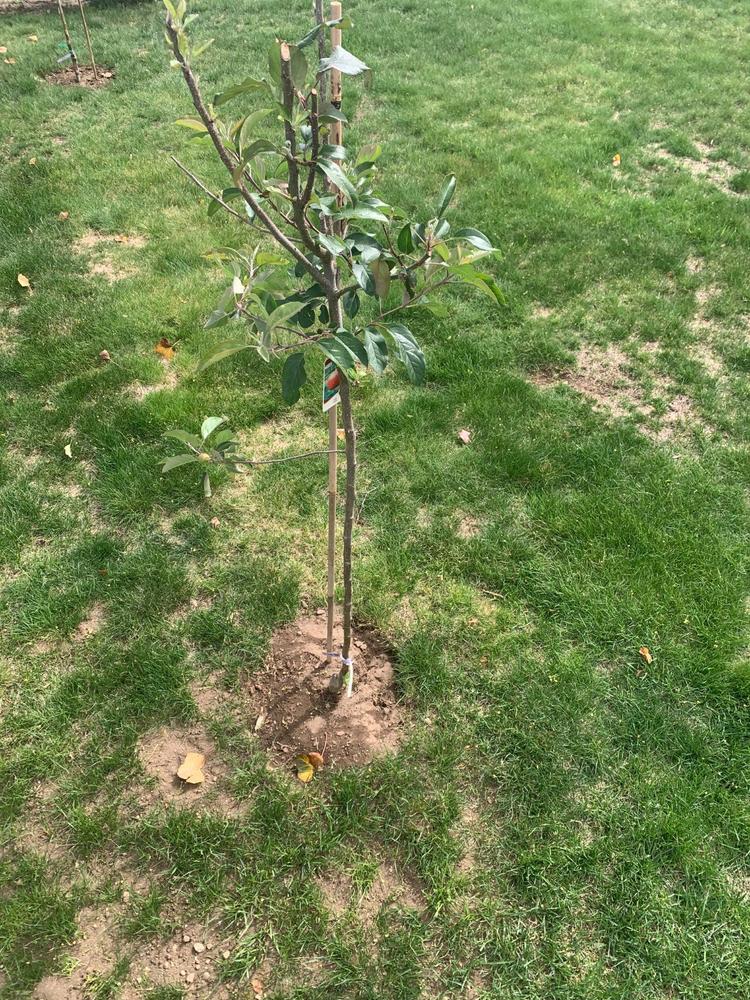 Gala Apple Tree - Customer Photo From RAYMOND HOPKINS