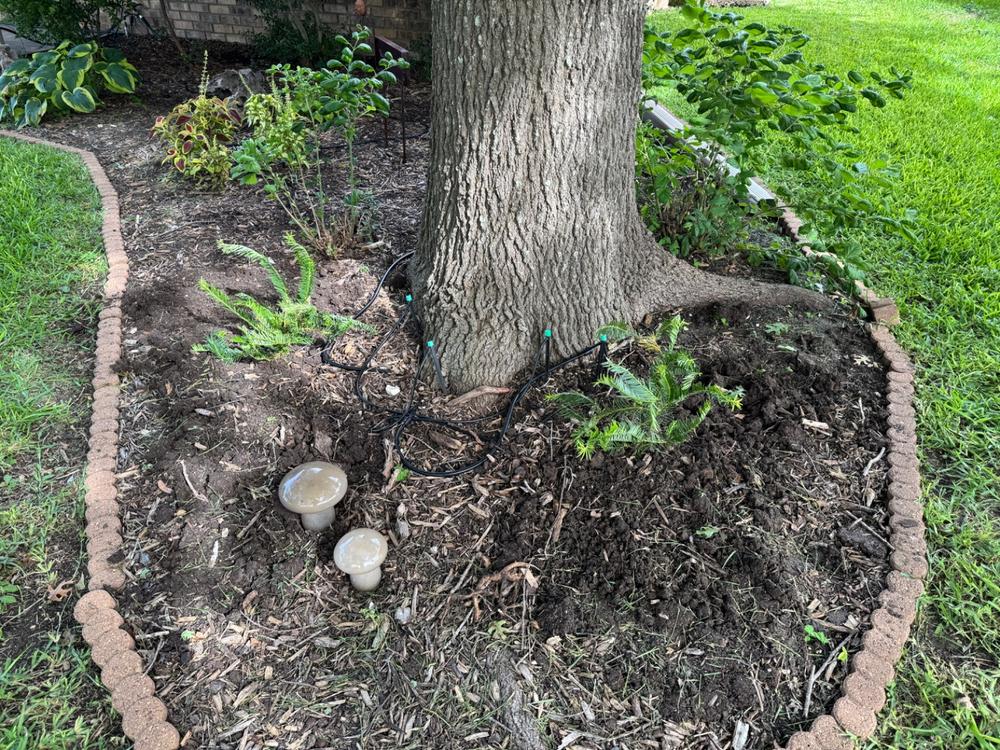 Cephalotaxus Spreading Yew Shrub - Customer Photo From Anonymous