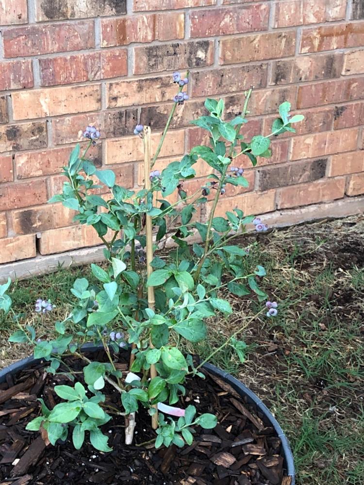 Beckyblue Rabbiteye Blueberry Bush - Customer Photo From Shari Smith Smith