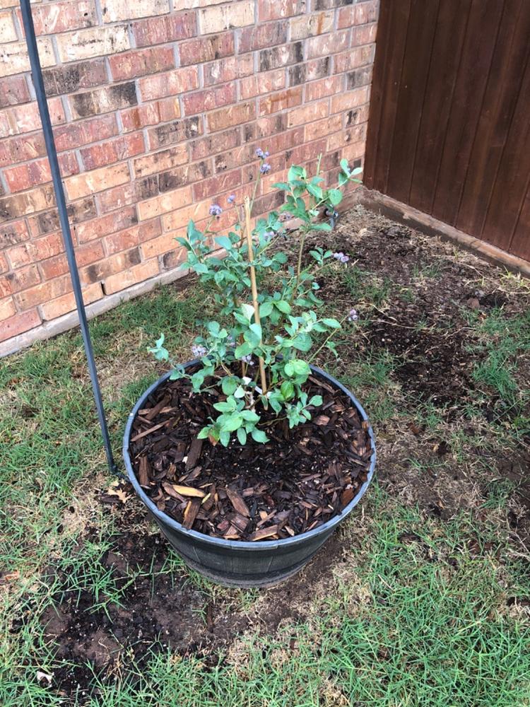 Beckyblue Rabbiteye Blueberry Bush - Customer Photo From Shari Smith Smith