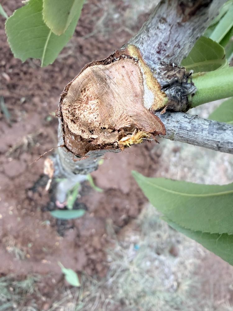 Flordaking Peach Tree - Customer Photo From Collin