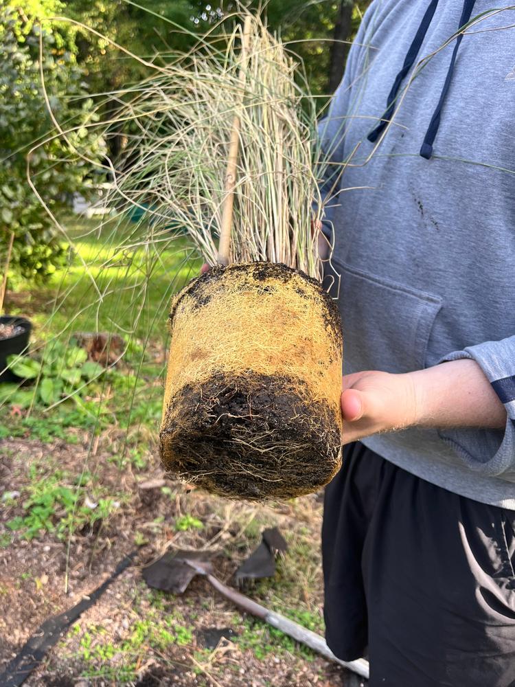 Pink Muhly Grass - Customer Photo From Kaleigh