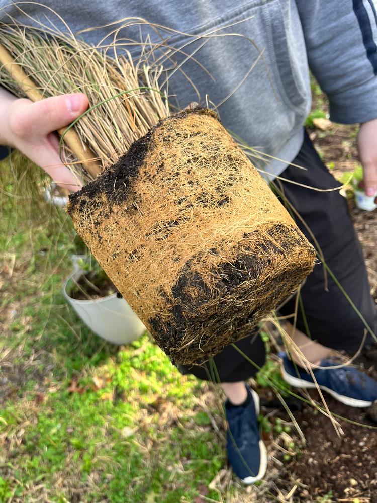 Pink Muhly Grass - Customer Photo From Kaleigh