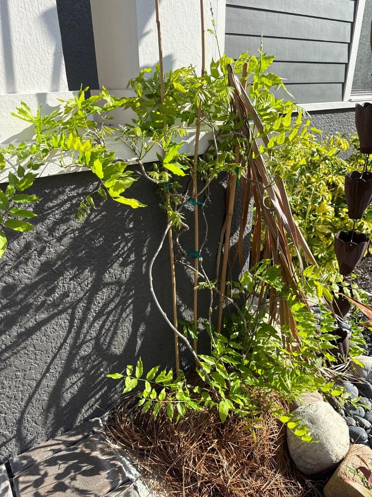 Wisteria Amethyst Falls - Customer Photo From Anonymous