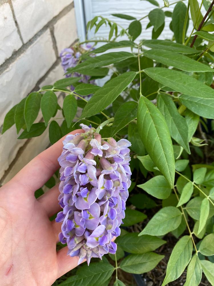 Wisteria Amethyst Falls - Customer Photo From Anonymous 