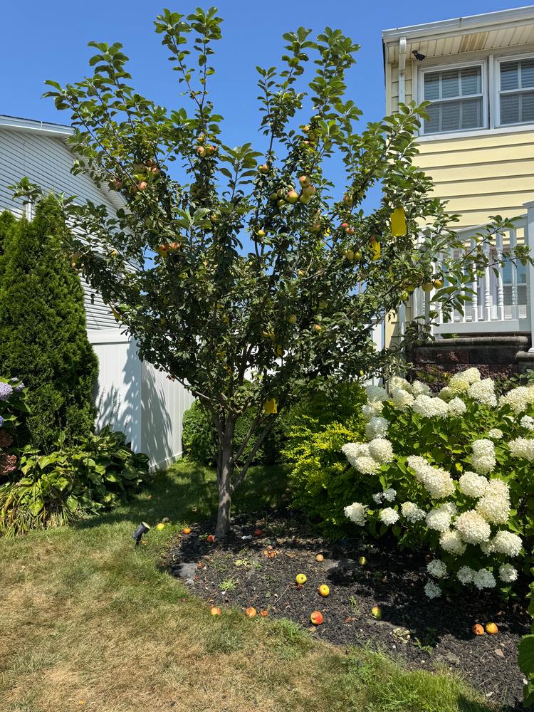 Anna Apple Tree - Customer Photo From RK