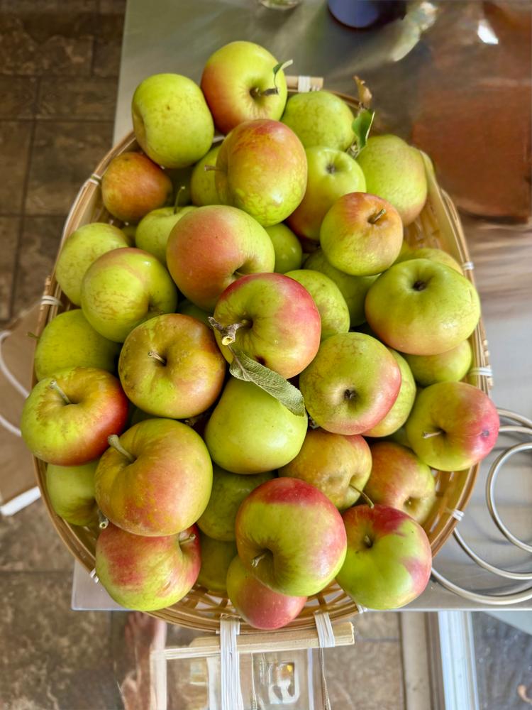 Anna Apple Tree - Customer Photo From RK