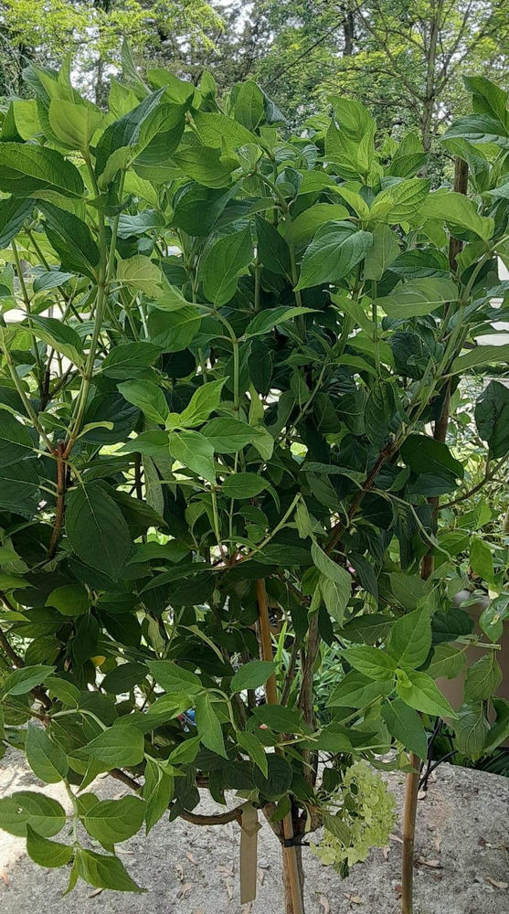 Limelight Hydrangea Tree - Customer Photo From Ashley patton