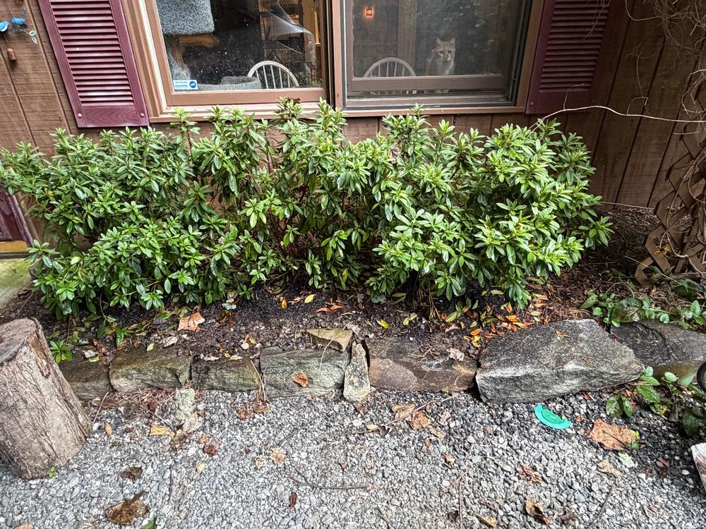 George Taber Azalea Shrub - Customer Photo From Anonymous