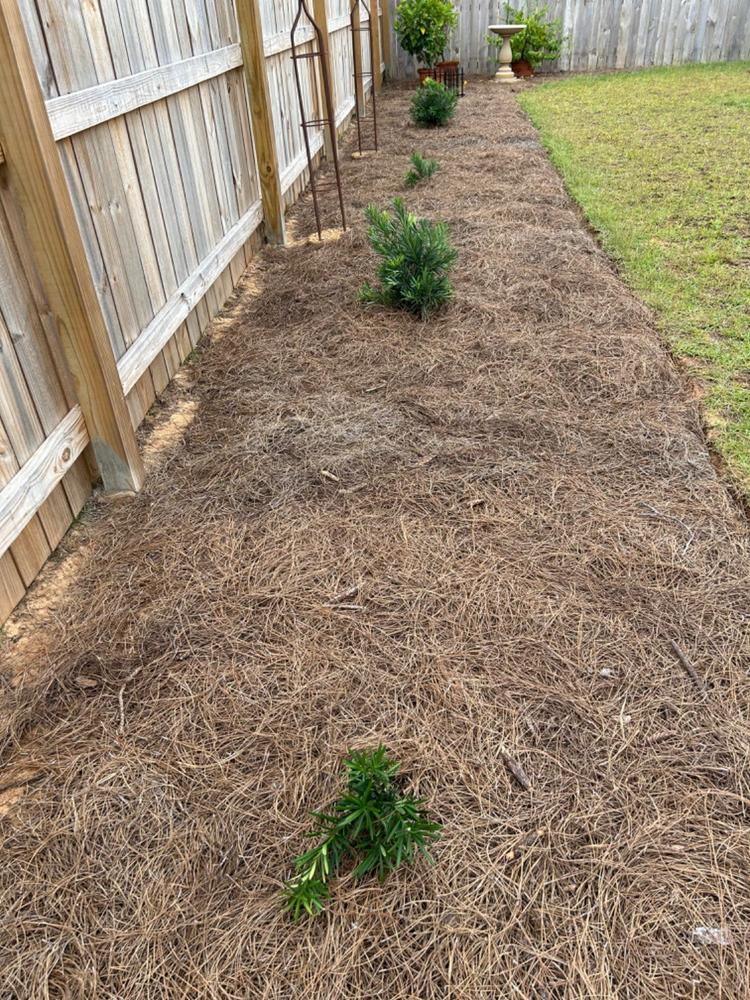 Podocarpus Pringles Dwarf - Customer Photo From Emily Worley