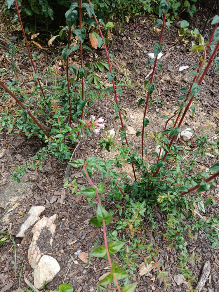 Abelia Edward Goucher Shrub - Customer Photo From Patricia Bubp
