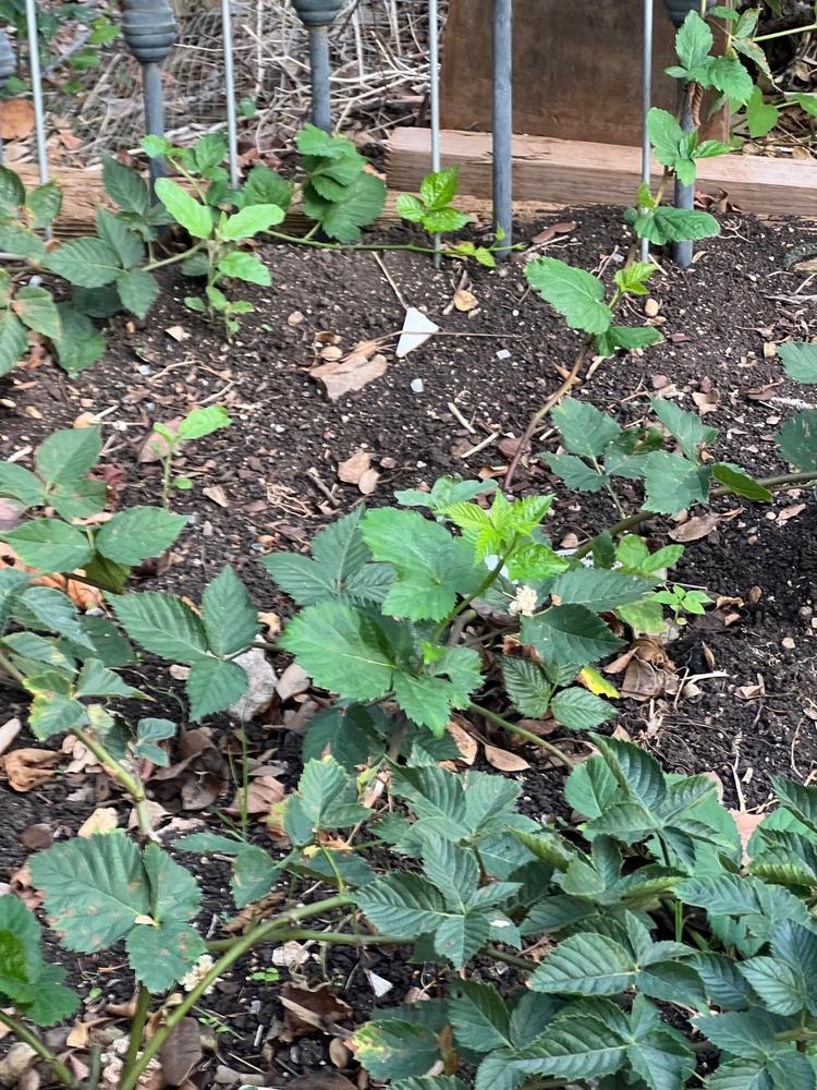 Natchez Blackberry Bush - Customer Photo From Constance Lucas