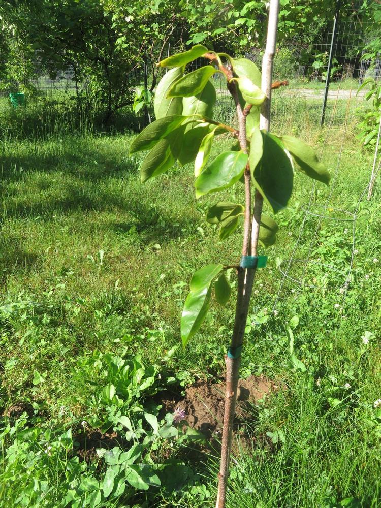 American Persimmon Tree - Customer Photo From Dana White