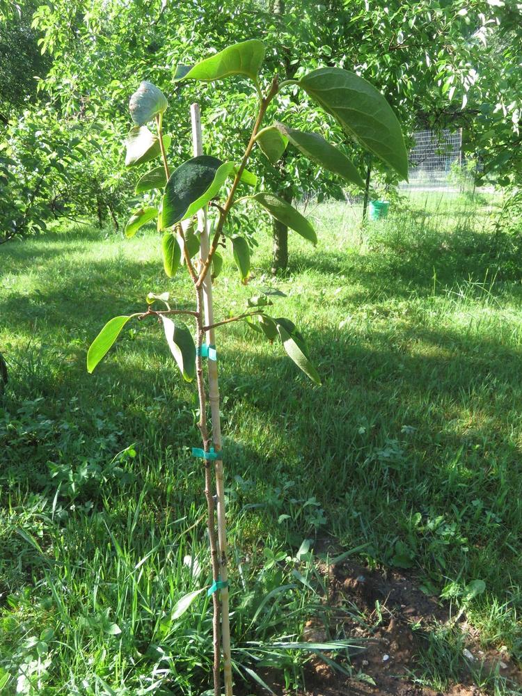 American Persimmon Tree - Customer Photo From Dana White