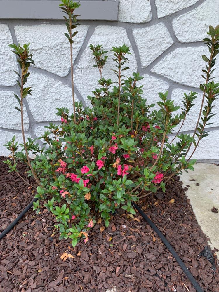Autumn Empress™ Encore® Azalea Shrub - Customer Photo From Anonymous
