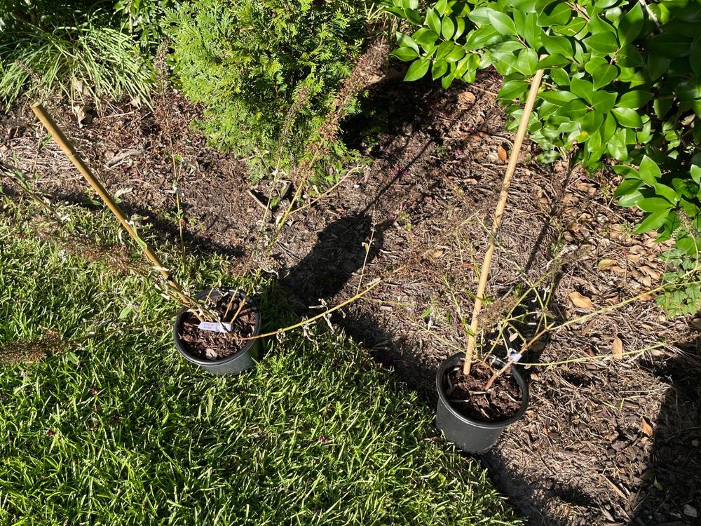 Black Knight Butterfly Bush - Customer Photo From Dennis De Gruccio