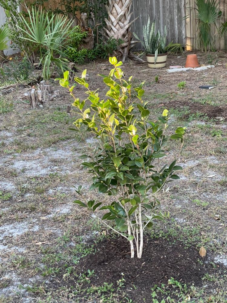 Camellia High Fragrance - Customer Photo From Jean Vanwyk