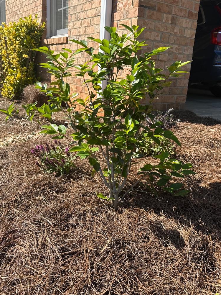 Camellia High Fragrance - Customer Photo From Jake Grant