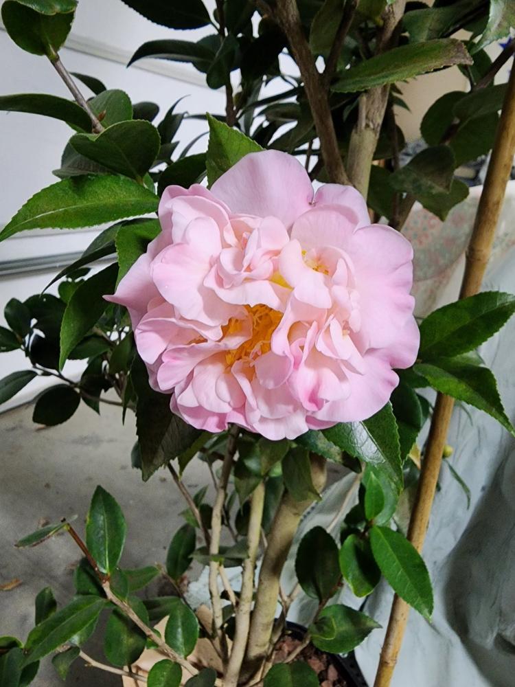 Camellia High Fragrance - Customer Photo From Kathy Born