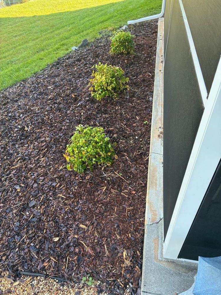 Dwarf Nandina Firepower Shrub - Customer Photo From Judith Mercer