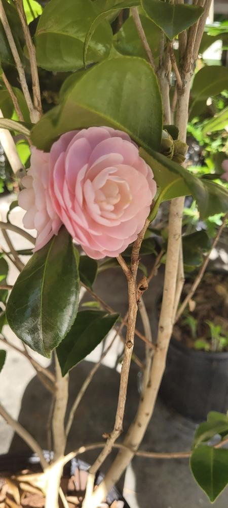 Pink Perfection Camellia - Customer Photo From Anonymous