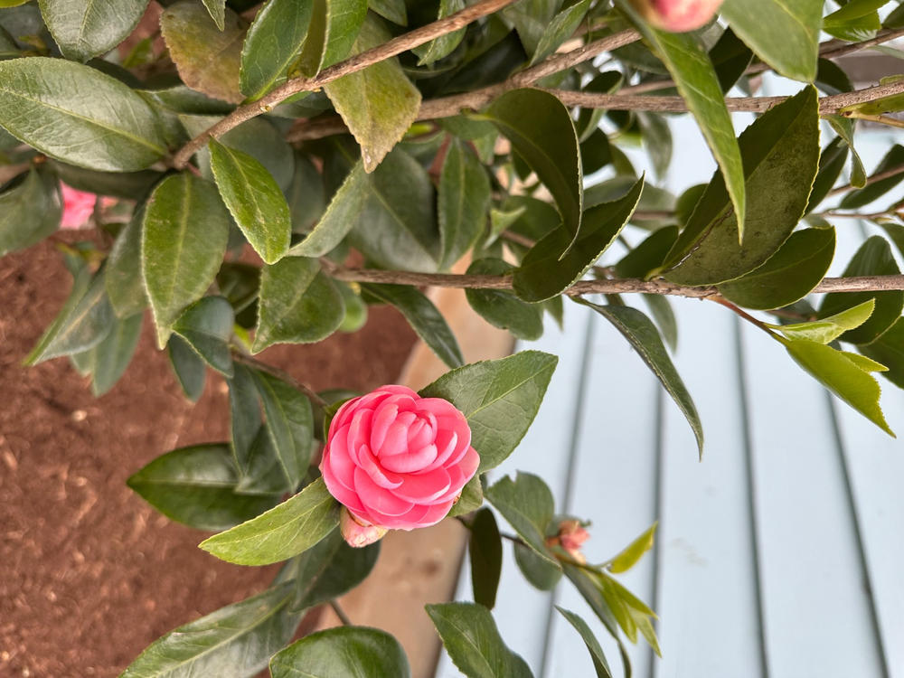 Pink Perfection Camellia - Customer Photo From Cheryl Dirks