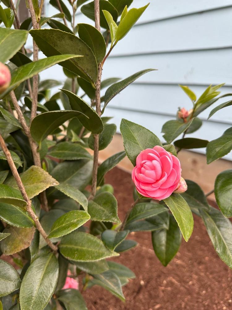 Pink Perfection Camellia - Customer Photo From Cheryl Dirks