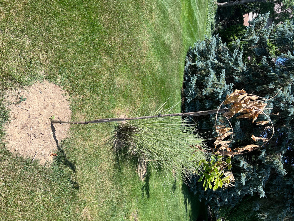 Hybrid American Chestnut Tree - Customer Photo From Anonymous