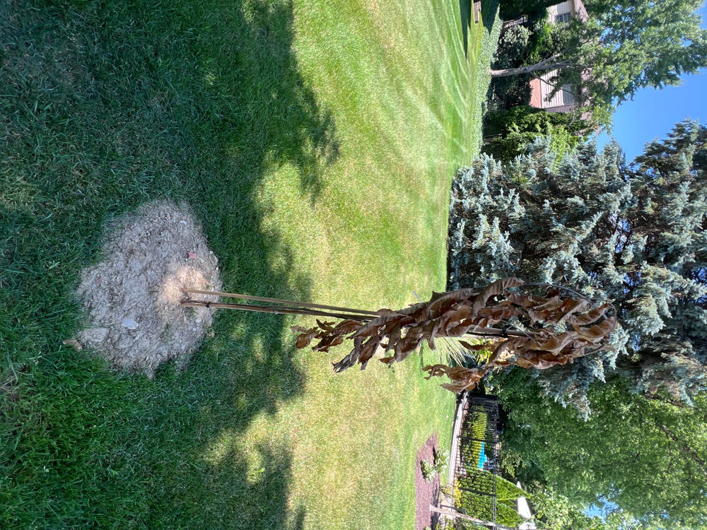 Hybrid American Chestnut Tree - Customer Photo From Anonymous