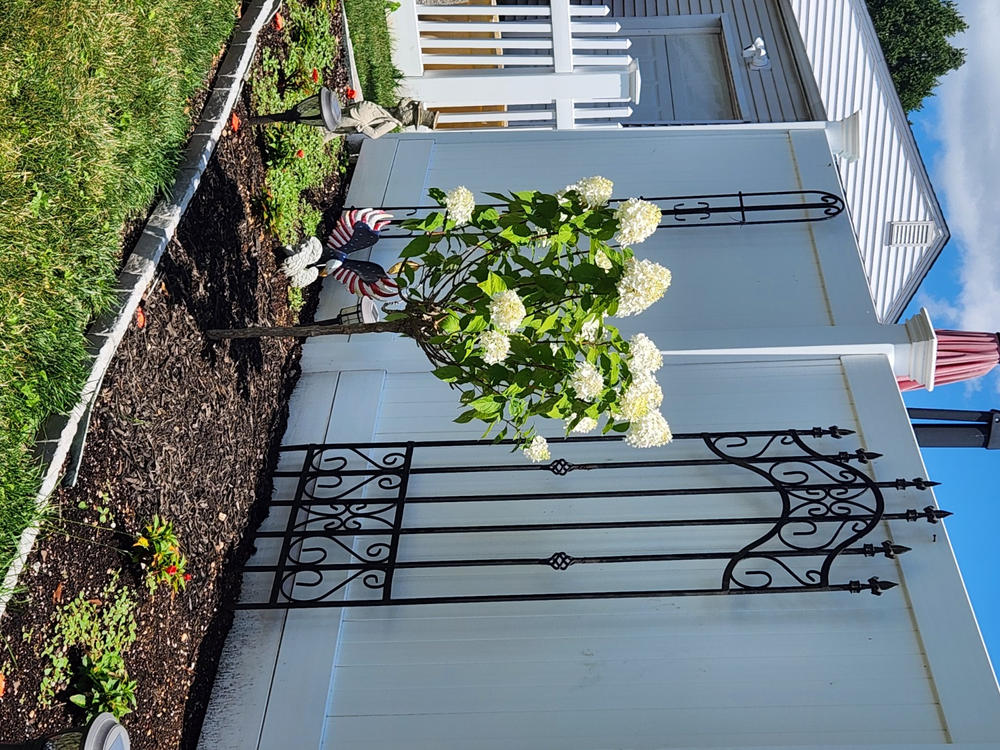 Pinky Winky® Hydrangea Tree - Customer Photo From Gail Charest