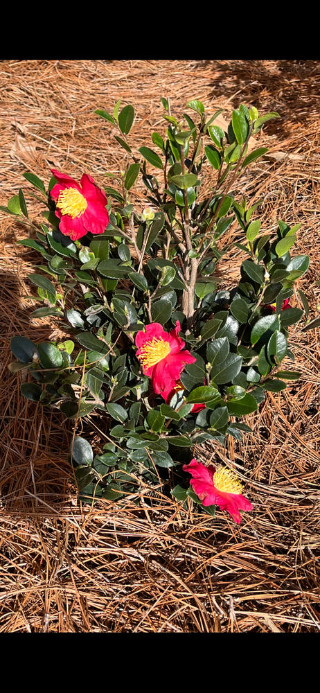 Yuletide Camellia - Customer Photo From William Giles 