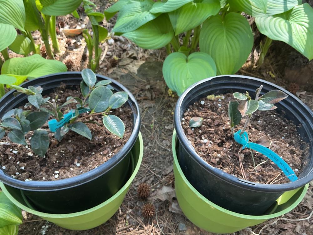 Shishi Gashira Camellia - Customer Photo From Anonymous