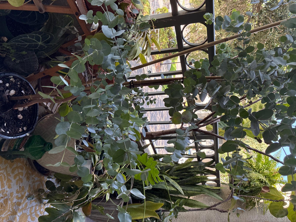 Silver Dollar Eucalyptus Tree - Customer Photo From Janet Durkee