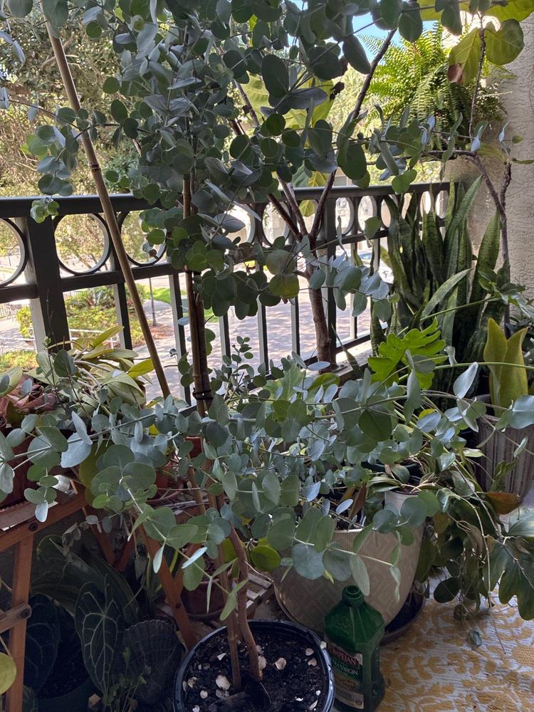 Silver Dollar Eucalyptus Tree - Customer Photo From Janet Durkee