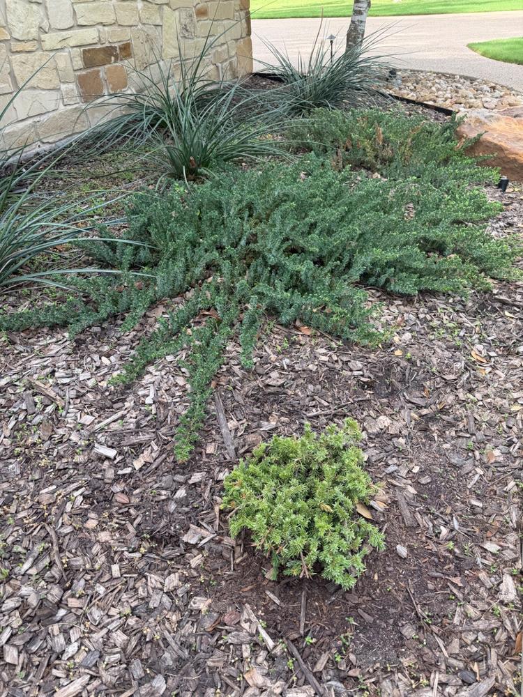 Blue Pacific Juniper Shrub - Customer Photo From Harlan Naylor