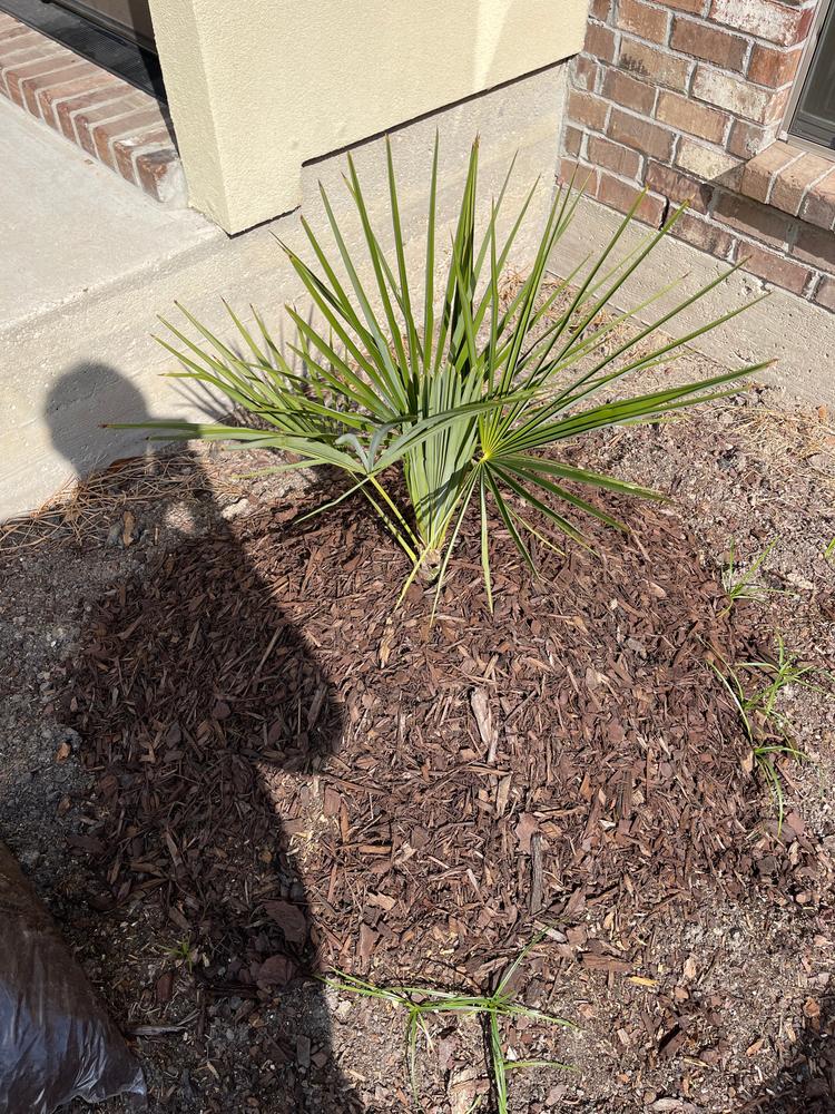 Jane Magnolia Tree - Customer Photo From Khaled